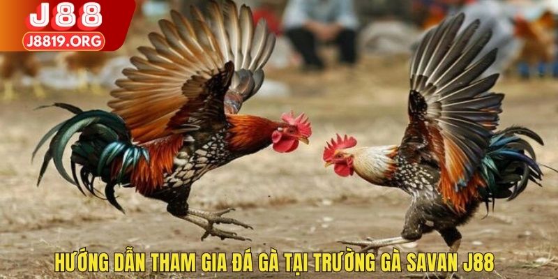 Hướng dẫn tham gia đá gà tại trường gà Savan J88