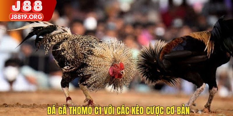 Đá gà Thomo C1 với các kèo cược cơ bản