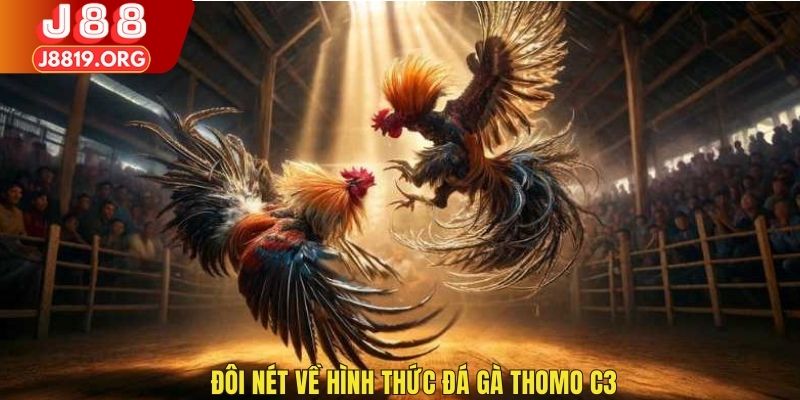 Đôi nét về hình thức đá gà Thomo C3