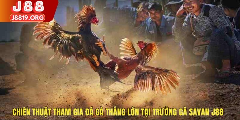 Chiến thuật chơi đá gà thắng lớn tại trường gà Savan J88