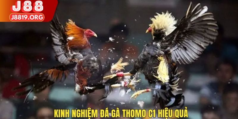 Kinh nghiệm tham gia đá gà Thomo C1 hiệu quả