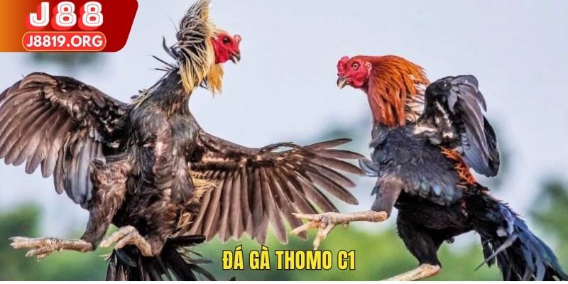 đá gà Thomo C1