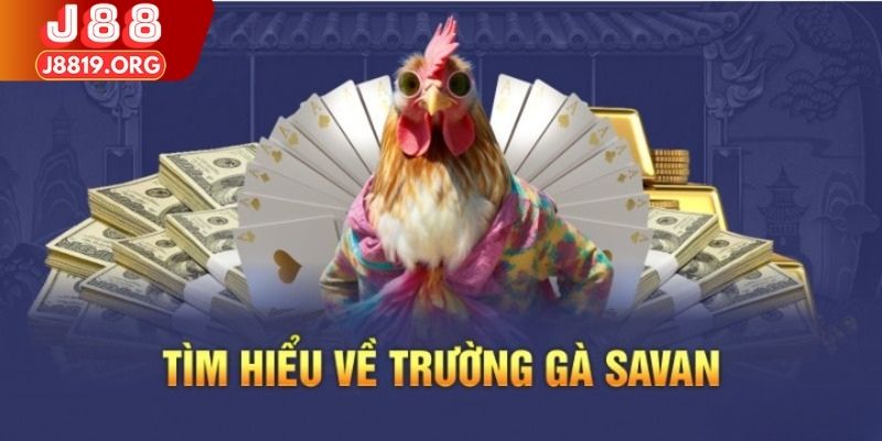 Tìm hiểu về trường gà Savan uy tín