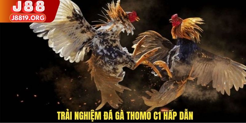 Trải nghiệm đá gà Thomo C1 hấp dẫn