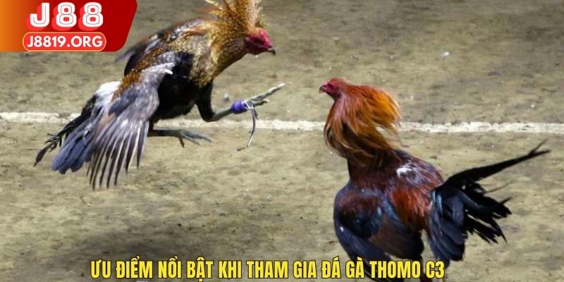 Ưu điểm nổi bật khi tham gia đá gà Thomo C3