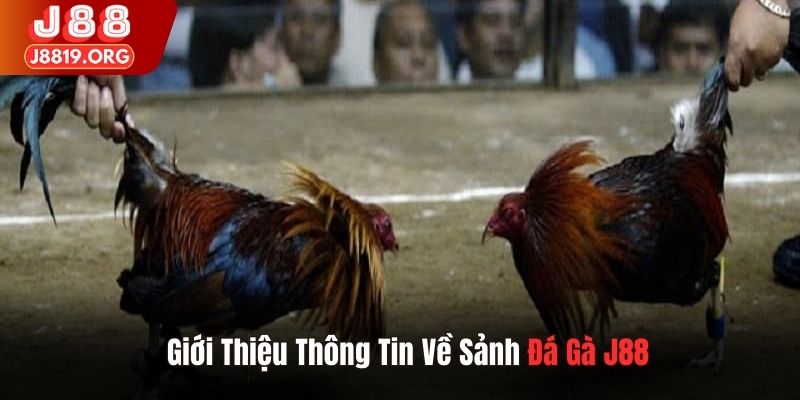 Giới thiệu thông tin về sảnh đá gà J88