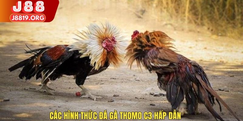 Các hình thức đá gà Thomo C3 hấp dẫn