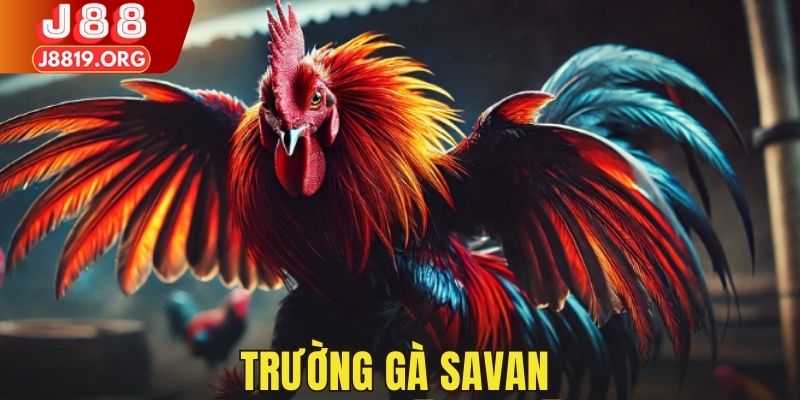 trường gà savan